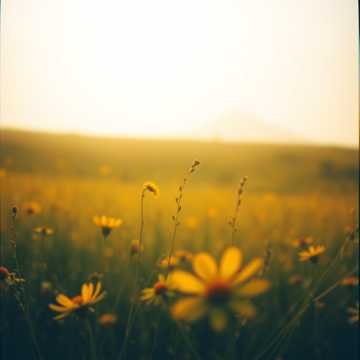 Song Cover