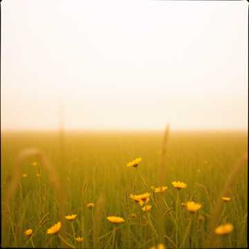 Song Cover