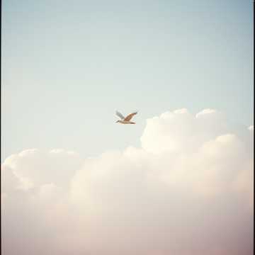 Song Cover