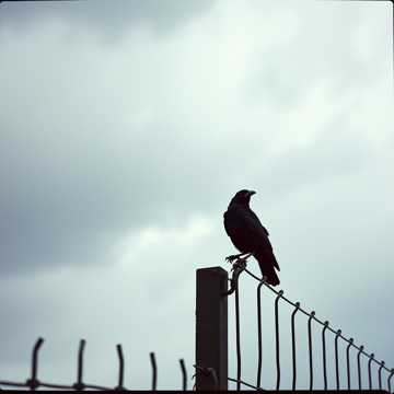 Song Cover