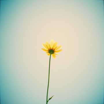 Song Cover