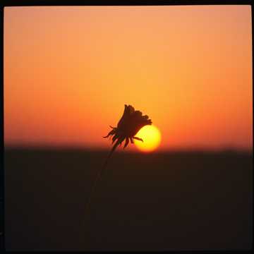 Song Cover