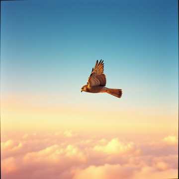 Song Cover