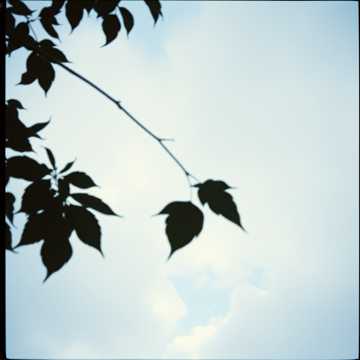 Song Cover